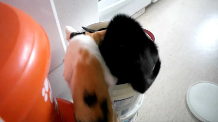 Watch the video about Hungry kitten stealing food