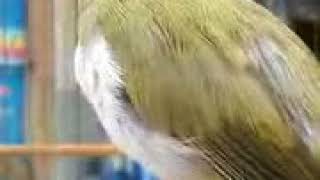 Download Burung Pleci NOBITA si Buxtoni Lampung eMP3z com Burung Pleci NOBITA si Buxtoni Lampung eMP3z com