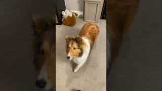 50 Tricks in 50 Days  Day 16 'Paws Up'  Subscribe on Cricket 'the sheltie' Chronicles