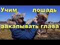 Как научить лошадь капать глаза без сопротивления.