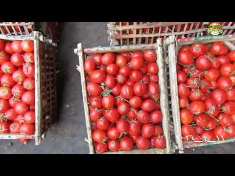 اسعار الطماطم اليوم بسوق العبور