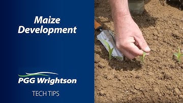 Maize Development | PGG Wrightson Tech Tips