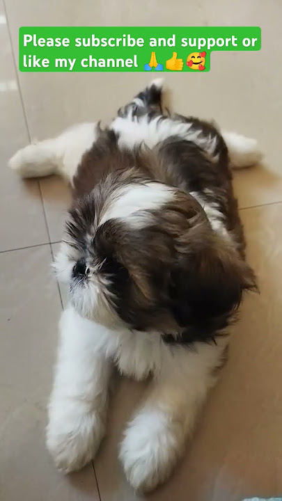 எனக்கு மட்டும் தான் இப்படியா இல்லை உங்களுக்குமா🤔🥰 subscribe 🙏👍#shihtzu#wubakutty#doglove#shortsfeed