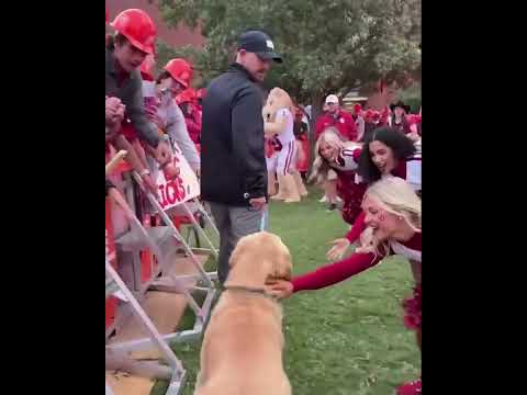 A day in the life of a dog 😂