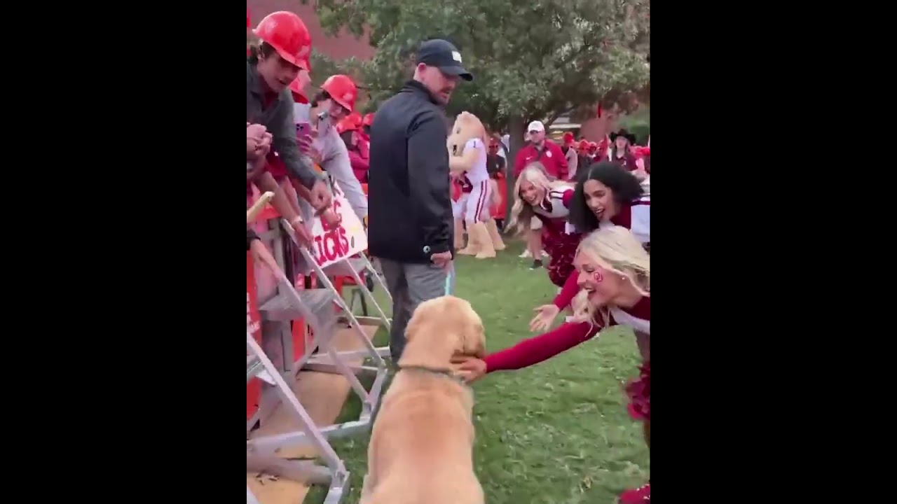 A day in the life of a dog 😂