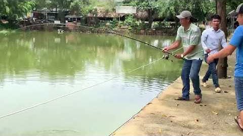 Câu cá hồ dịch vụ | Cá tra nhúng giấm