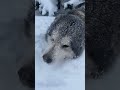 У нас снег по колено))) #карендаллакян #shortvideo #animal #funny