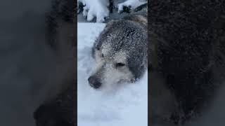 У нас снег по колено))) #карендаллакян #shortvideo #animal #funny