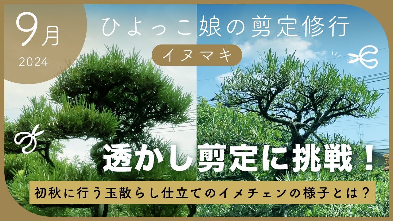 【庭木剪定】9月に行うイヌマキの透かし剪定｜刈り込み仕立てのマキの木をスッキリさせてみた！【苔庭のお手入れ】