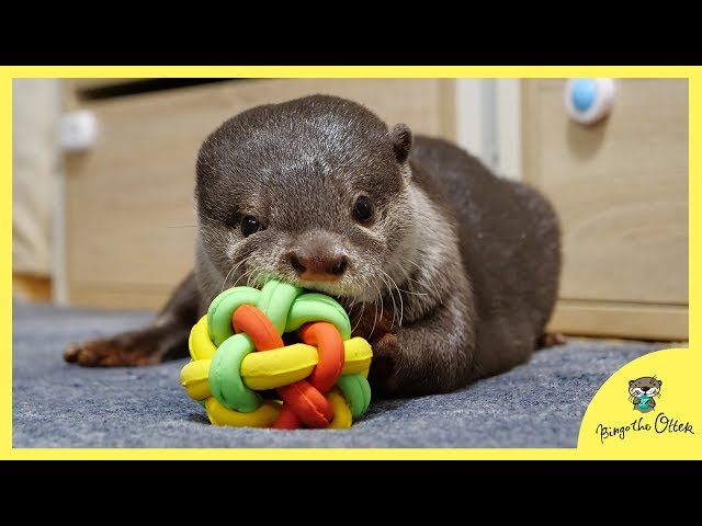 【手先の器用さテスト】カワウソのビンゴはボールの中のジャーキー取れる？取れない？Otter Bingo anxious to get his kibble out of the toy ball