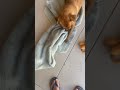 Caramelos sendo caramelos #cachorrosdivertidos #cachorro #animais #animaisfofos #animaisfofos
