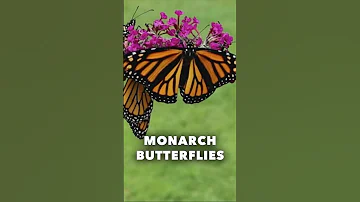 Monarch Butterflies - Fast Facts