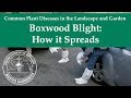 Boxwood Blight: How it Spreads