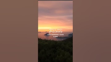 القارئ عبدالرحمن مسعد | يا أيها الذين آمنوا اركعوا واسجدوا واعبدوا ربكم