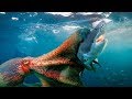 OCTOPUS vs SHARK - So surprising when shark is the prey of the giant Octopus