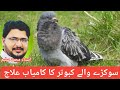 Treatment of ill pigeon case 1