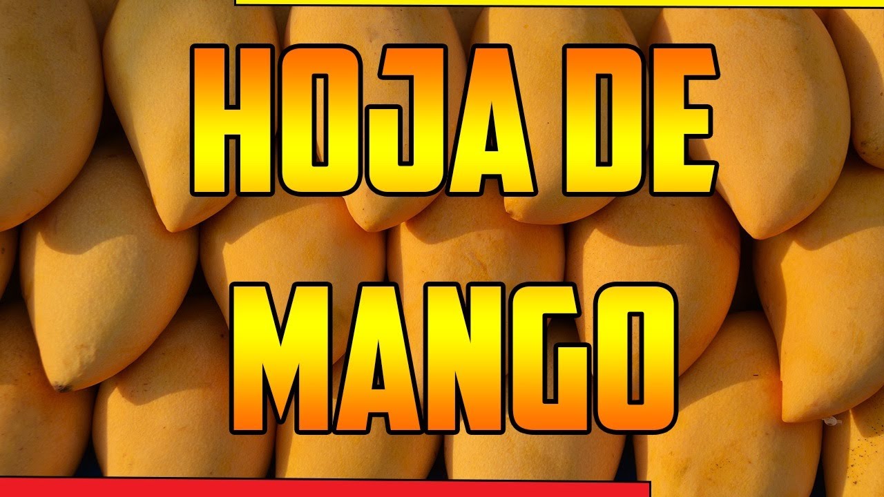HOJA DE MANGO benefits 🌿 Mangifera indica 🌿 ¿PARA QUE SIRVE ? 🌿Usos 🌿