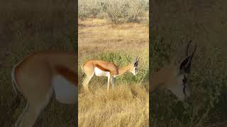 Springboks foraging. Etosha National Park