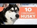 10 cosas que no sabias del husky siberiano