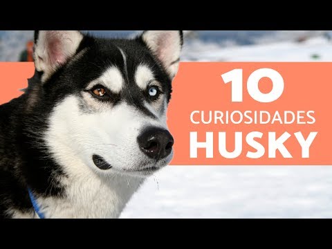 Vídeo: 10 Cosas Que Todo Amante Del Husky Siberiano Necesita Ahora