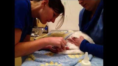 Task 23 Venipuncture Medial Saphenous Cat