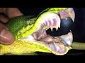 "The terrifying sharp fangs of the emerald tree boa snake"