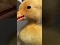 Cute Duckling #shorts