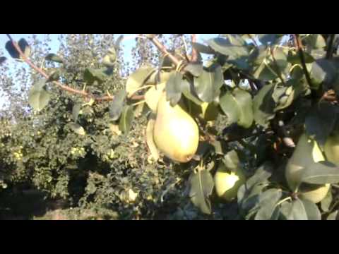 Βίντεο: Pear Armillaria Root and Crown Rot – Τι προκαλεί σήψη Armillaria σε αχλαδιές