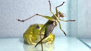 In front of the frog is a very large katydid.