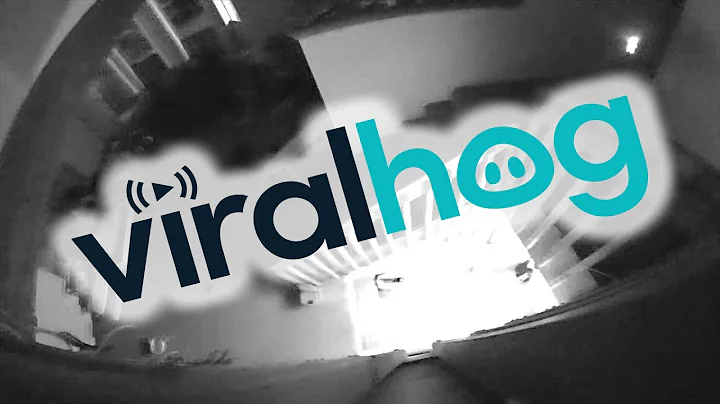 Earthquake Rumbling Startles Dogs || ViralHog