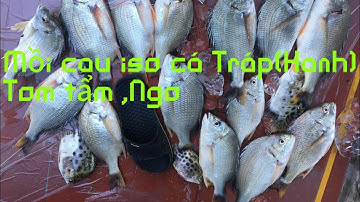 Câu iso cá Tráp || cách làm mồi tôm tẩm,ngô tẩm