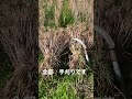 [畑の記録5/27]紫もち麦の刈り取り　ぜーんぶ手刈りです