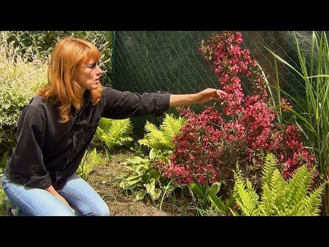 Video: Weigela Blomstrende 