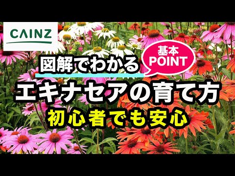 エキナセアの育て方 カインズ花図鑑