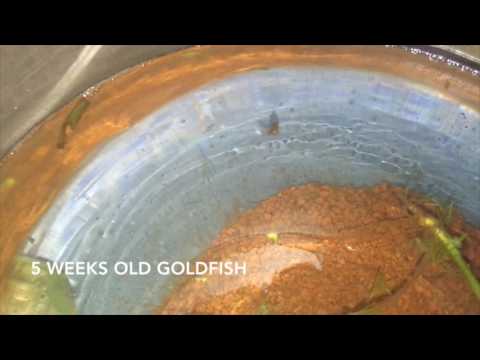Goldfish Fry Growth Chart