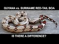 Guyana vs Suriname Red-Tailed Boas: is there a Difference?