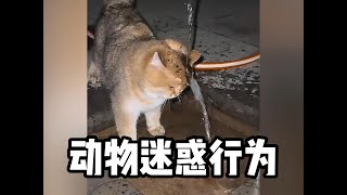 动物迷惑行为