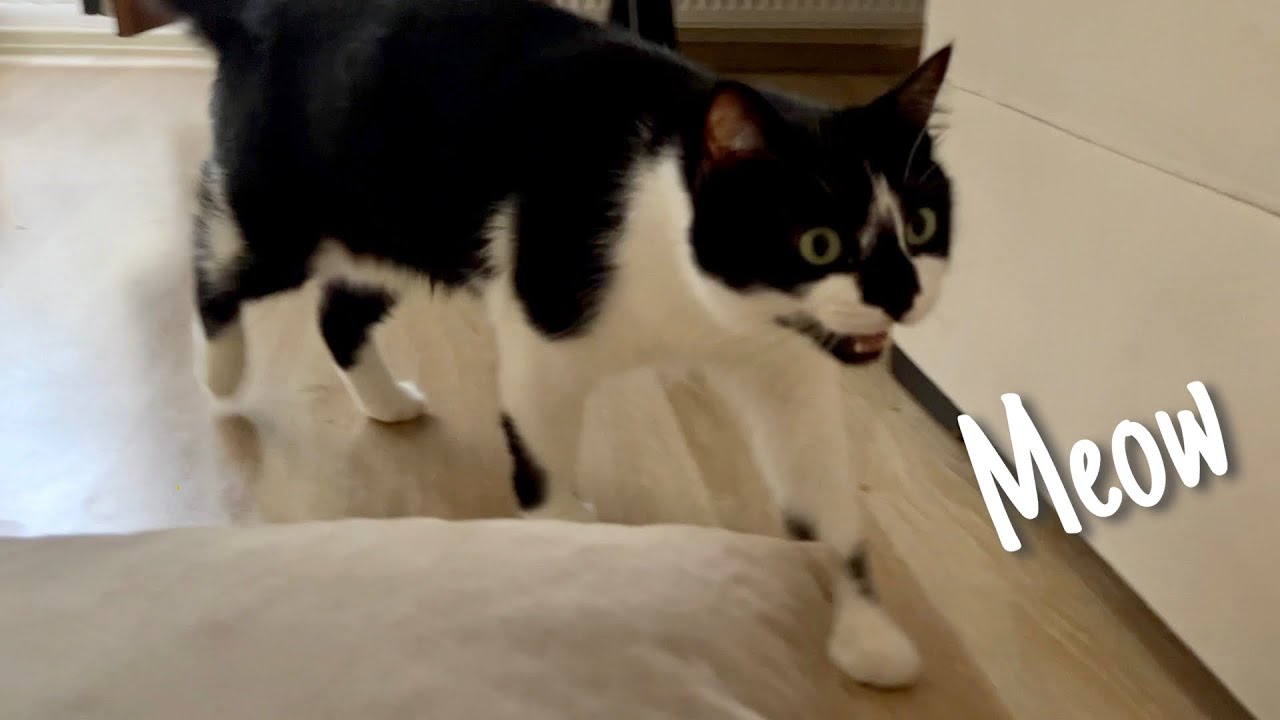 Cat politely asks petting YouTube