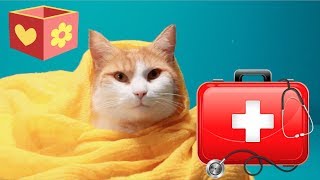 Simba is sick | Bellboxes | Cute Cat aww for children | 11 by Bellboxes 961,748 views 5 years ago 6 minutes, 15 seconds