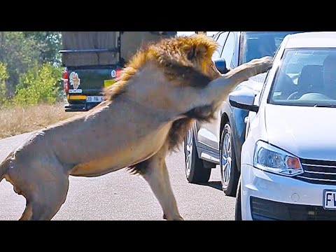 Video: Waar ontmoetingen met wilde dieren in Mexico