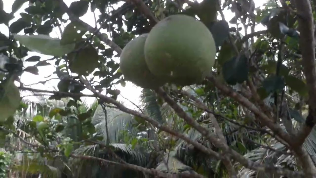 Một mùa mai tết. Vui vẻ 2026 các bạn xem tập tiếp theo nhe