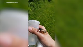 LIVE: Some Illinois cicadas have emerged; check out our CicadaCam