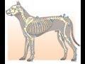 Anatomía Animal - Osteologia Introduccion 01