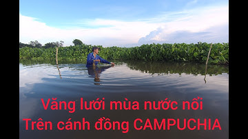 Tập.7 văng câu tại cánh đồng CAMPUCHIA trúng mánh bầy cá lóc khủng/ Thanh an miền tây