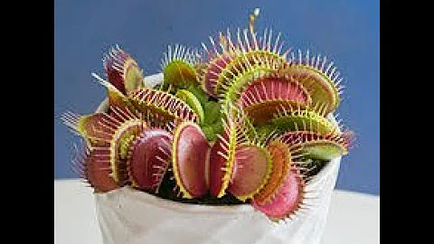 Venus fly trap || Hungry Venus flytraps snap shut on a host of unfortunate flies