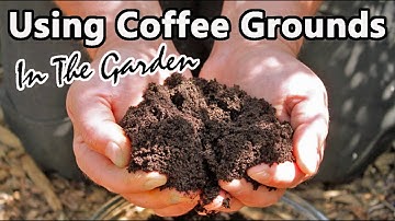 Before You Even Think About Using Coffee Grounds In Your Garden Watch This!