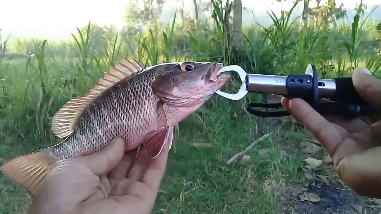 mancing di muara umpan langsung dihajar ikan ini
