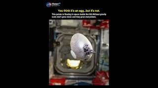 What Happens to Plants Without Gravity? 😳