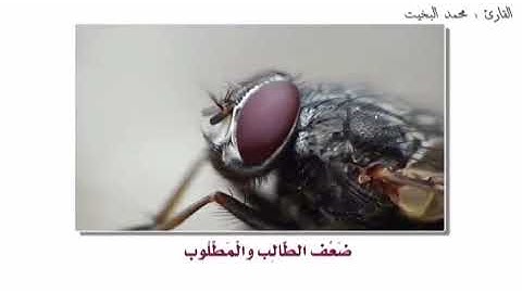 ( ... وإن يسلبهم الذباب شيئاً لا يستنقذوه منه ...) تلاوة نجدية من سورة الحج