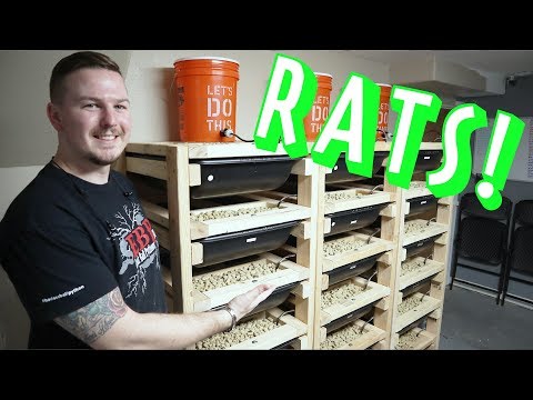 FEED YOUR COLLECTION! | Rat Breeding 101 | Mixology#25